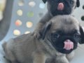 PUG MOPS BEBEKLER
