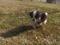 3 aylık erkek havanese yavru köpek 