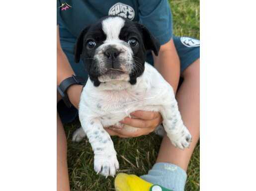 2 AYLIK FRENCH BULDOG YAVRULARI