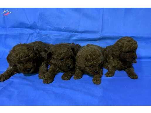 Zeki ve Oyuncu Kahverengi Toy Poodle Yavruları ile Tanışın