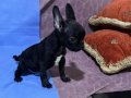 3 Aylık French Buldogg Yavruları 