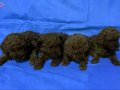 Zeki ve Oyuncu Kahverengi Toy Poodle Yavruları ile Tanışın