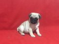50 günlük dişi pug yavrusu 