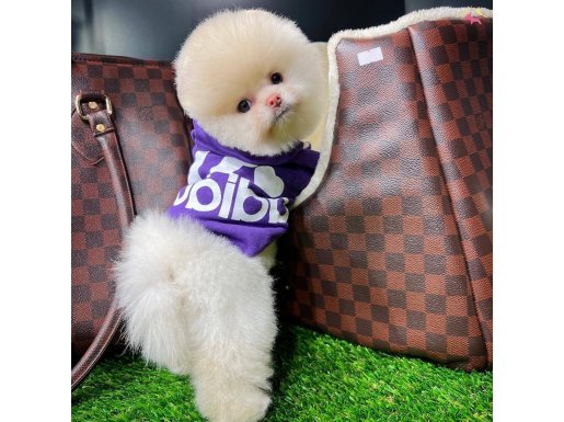 Birbirinden Tatlı Pomeranian Boo Yavrular