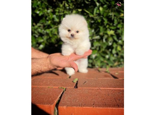 Ayı Suratlı Pomeranian Boo Yavrularımız