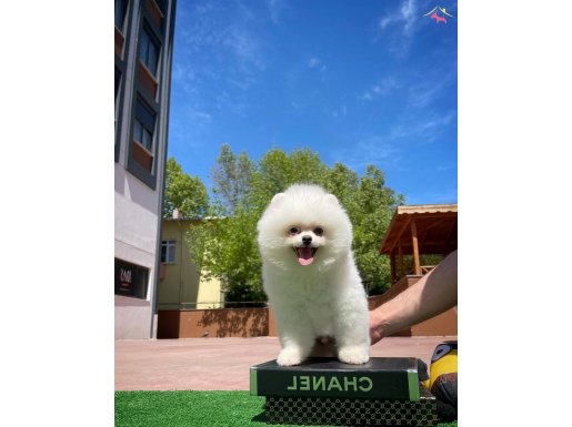 Birbirinden Neşeli Pomeranian Boo Yavrular