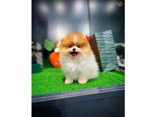 Gözde Pomeranian Boo Yavrular