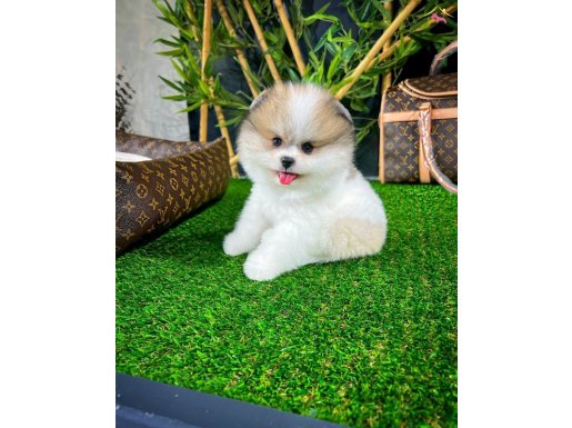 Büyüleyici Pomeranian Boo Yavrular