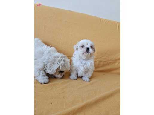 Maltese bebeklerimiz 