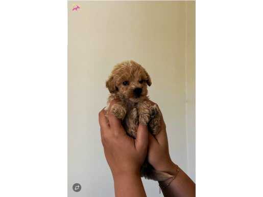 Podell ayarında Maltipo bebeklerim