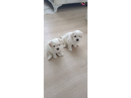 Maltese yavrularımız 