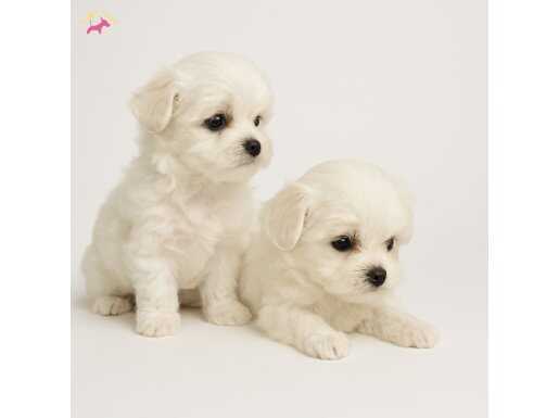 Maltese bebeklerimiz 
