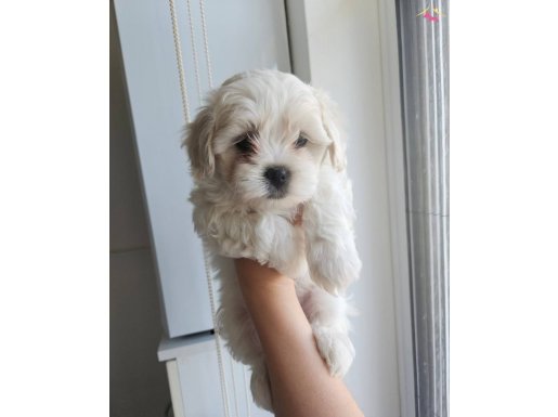 Maltese bebeklerimiz 