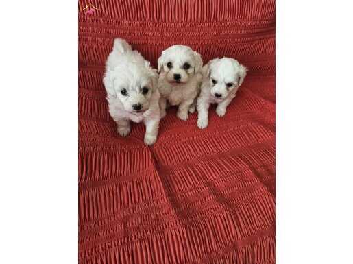 Tuvalet Eğitimli Oyuncu Maltese Bebekleri