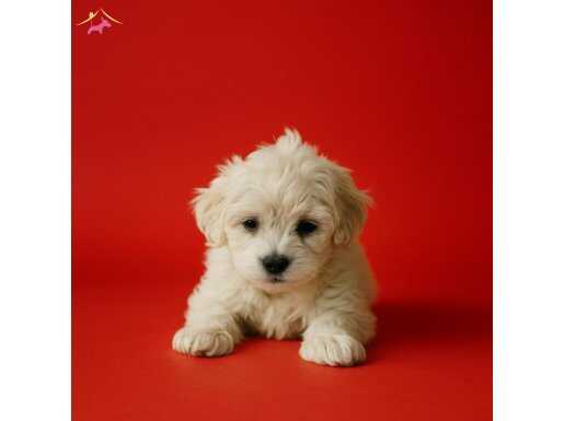 Kartopu Maltese Yavrularımız