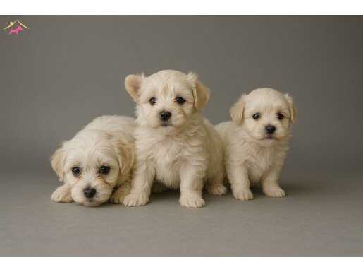 Tuvalet Eğitimli Bembeyaz Maltese Terrier Yavruları