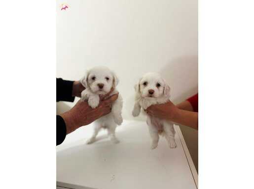 Beyaz Bir Rüya: Sosyal ve Oyuncu Maltese Yavruları