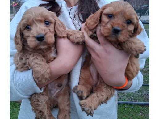 Safkan erkek yavrunuz 