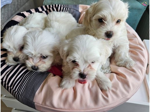 İpeksi Beyazlık: Sosyal Kelebek Maltese Yavruları