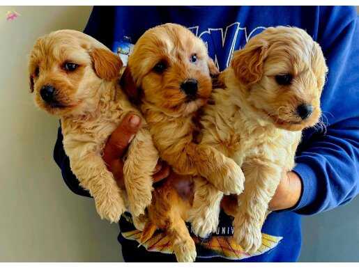 Ankara Çankaya’da Tuvalet Eğitimli Oyuncak Maltipoo Yavruları