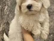 Maltese yavrularımız 
