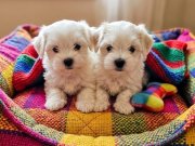 Maltese bebeklerimiz 