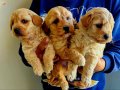 Ankara Çankaya’da Tuvalet Eğitimli Oyuncak Maltipoo Yavruları
