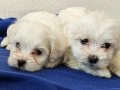 Maltese Miniklerimiz 