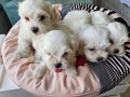 Maltese Miniklerimiz 