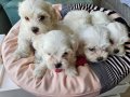 Beyaz Lokumlar Maltese Bebeklerimiz 
