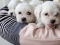 Beyaz Lokumlar Maltese Bebeklerimiz 