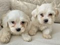 Beyaz Lokumlar Maltese Bebeklerimiz 