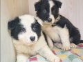 SCR Kayıtlı Border Collie Yavruları