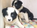 SCR Kayıtlı Border Collie Yavruları