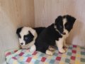 SCR Kayıtlı Border Collie Yavruları