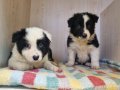 SCR Kayıtlı Border Collie Yavruları