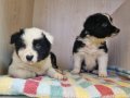 SCR Kayıtlı Border Collie Yavruları