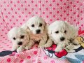Oyuncak Suratlı Maltese Terrier Yavruları