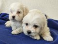 Oyuncak Suratlı Maltese Terrier Yavruları