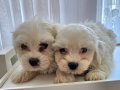 Oyuncak Suratlı Maltese Terrier Yavruları