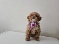 Teacup Maltipo Yavrumuz 