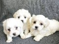 Maltese Miniklerimiz 