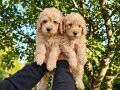 Poodle Yavrumuz