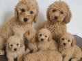 Poodle Yavrumuz