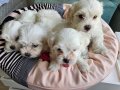 Maltese Bebeklerimiz 