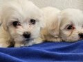Maltese Bebeklerimiz 