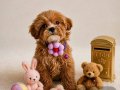Teacup Maltipo yavrumuz