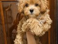 Teacup Maltipo yavrumuz
