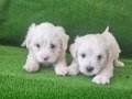 Maltese bebeklerimiz 