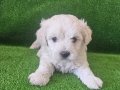 Maltese bebeklerimiz 